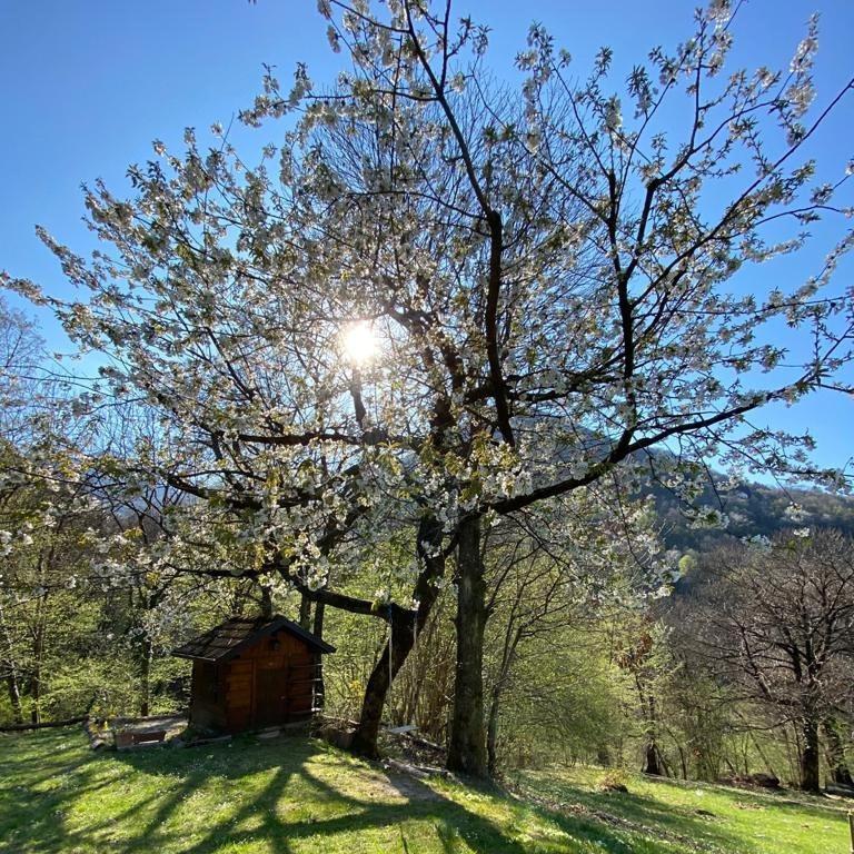 Baita Eleonora Bauernhof Argegno